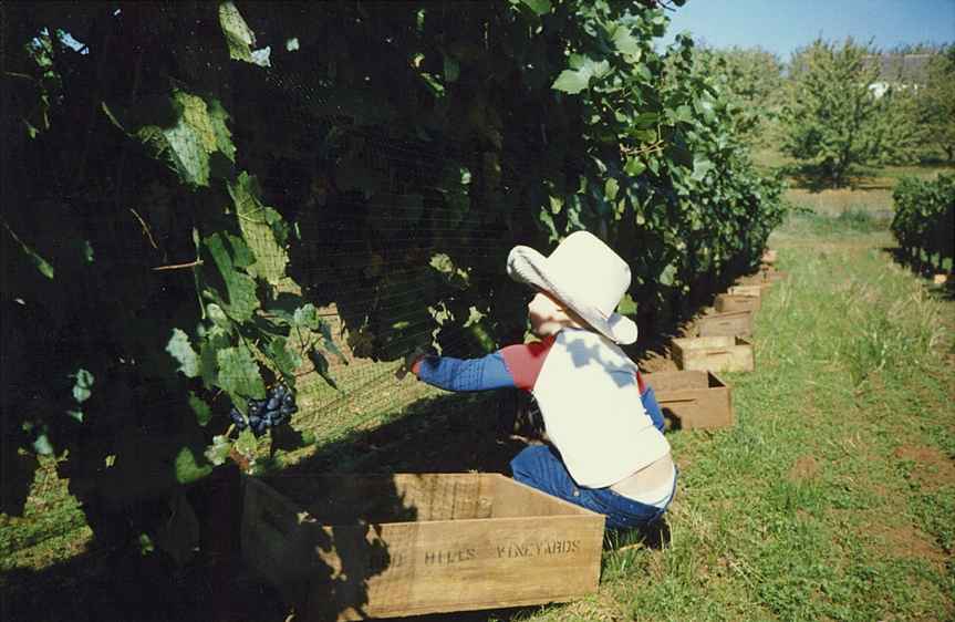 toddler jim picking grapes in cowboy hat